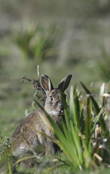 groix _ lapin1 04-11-2012_2336.JPG