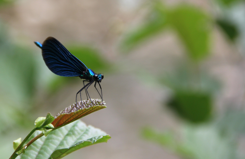 Toute-de-bleue-vêtue.jpg