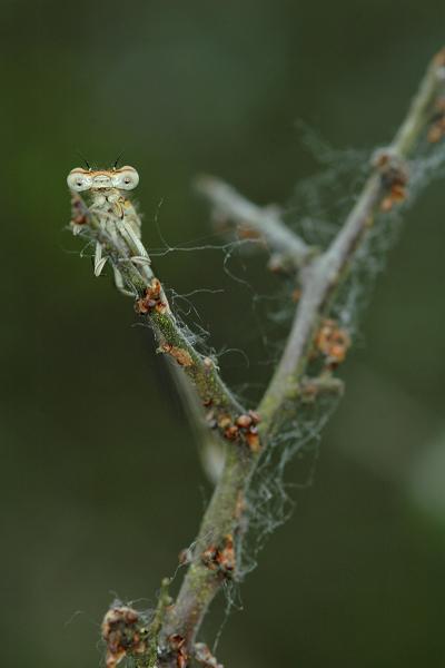 Agrion à larges pattes.jpg