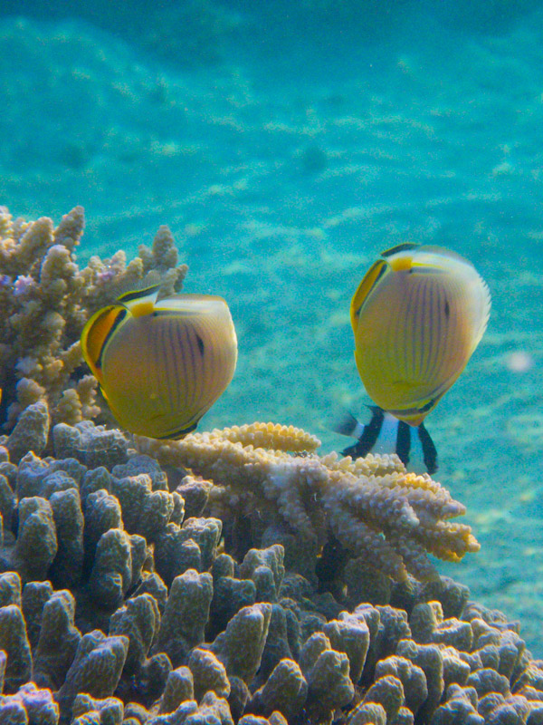 Couple de poisson papillons à trois bandes.jpg