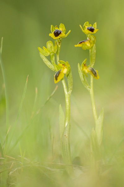 ophrys lutea_600.JPG