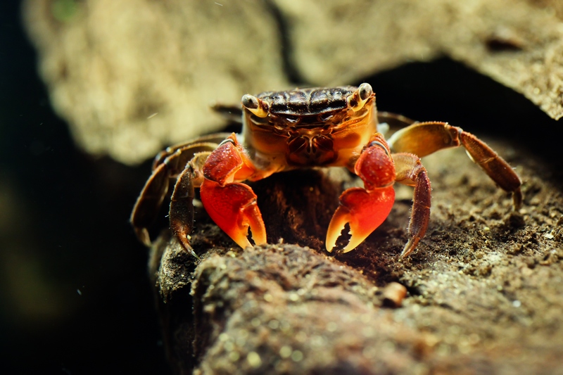 crabe_concours_image_et_nature_easy-ramses.jpg