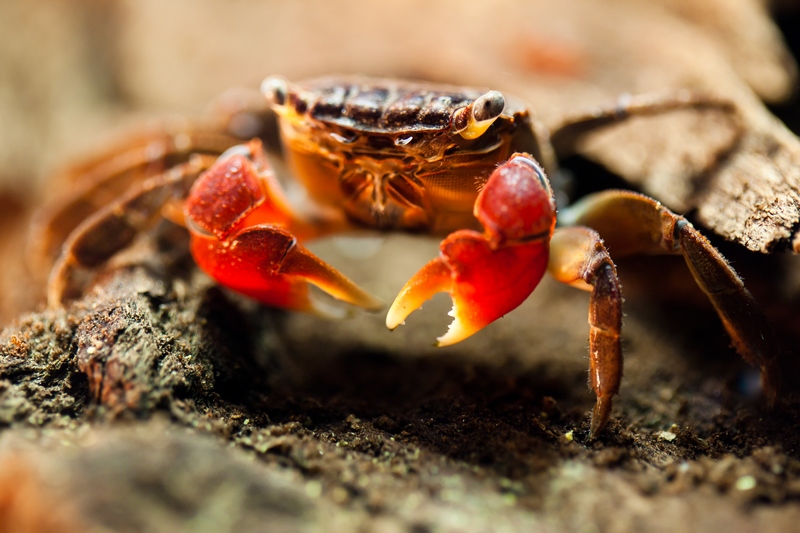 crabe5_concours_image_et_nature_easy-ramses.jpg