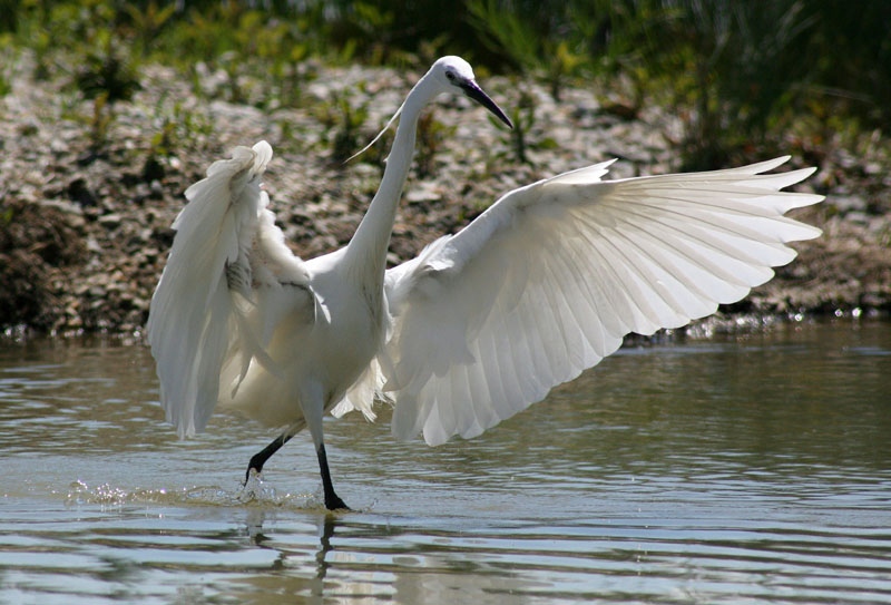 Aigrette Garzette (1).jpg