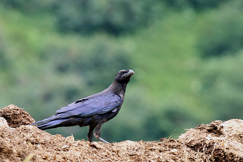 Grand corbeau immature 2 copie.jpg