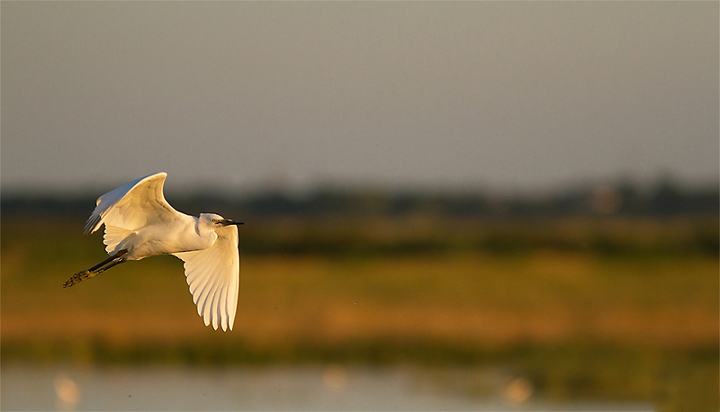 Aigrette garzette.jpg