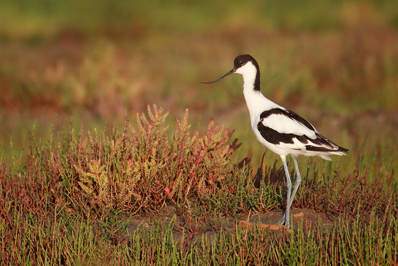 IMG_8361_Avocette.jpg