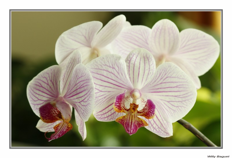 07mars2009 OrchidÃ©es4 009 Cor. [800x600].jpg