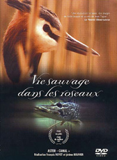 Vie sauvage dans les roseaux