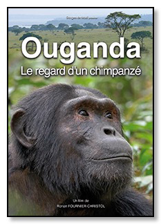 Ouganda, le regard d'un chimpanz