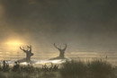 http://www.image-nature.com/actus_74.html