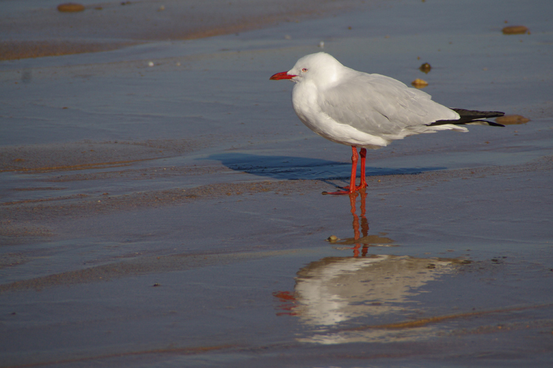 Mouette argentée AMGP1529.jpg