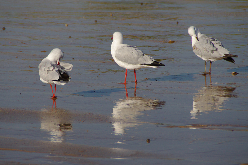 Mouette argentée AMGP1532.jpg