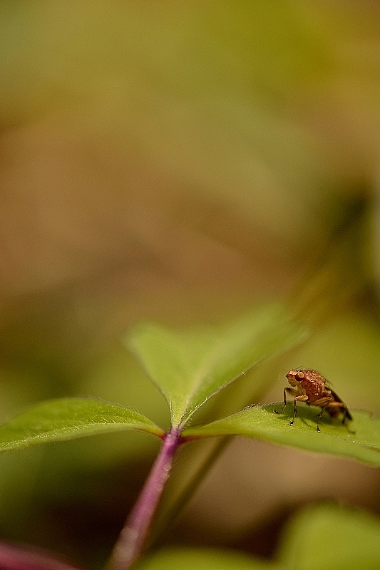 la mouche.jpg