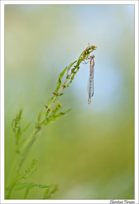 Libellule-TournedosSSeine-VIII.jpg