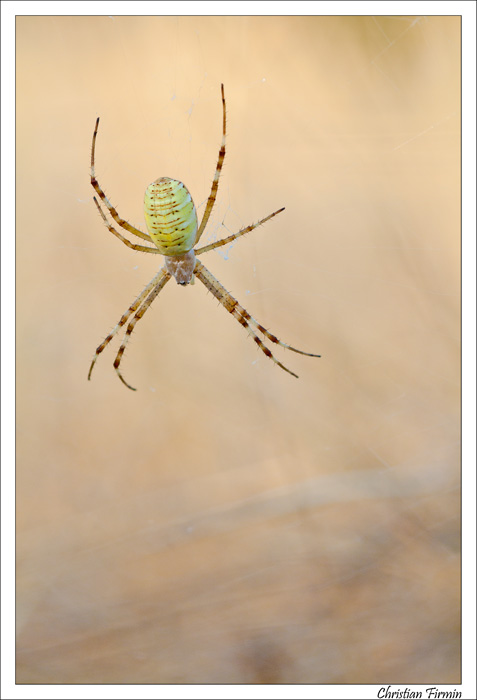 Verdon-2012_Argiope-I.jpg