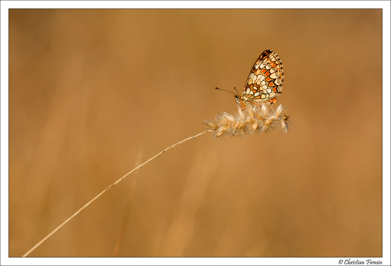 Verdon-2012-Papillon-II-(5c).jpg