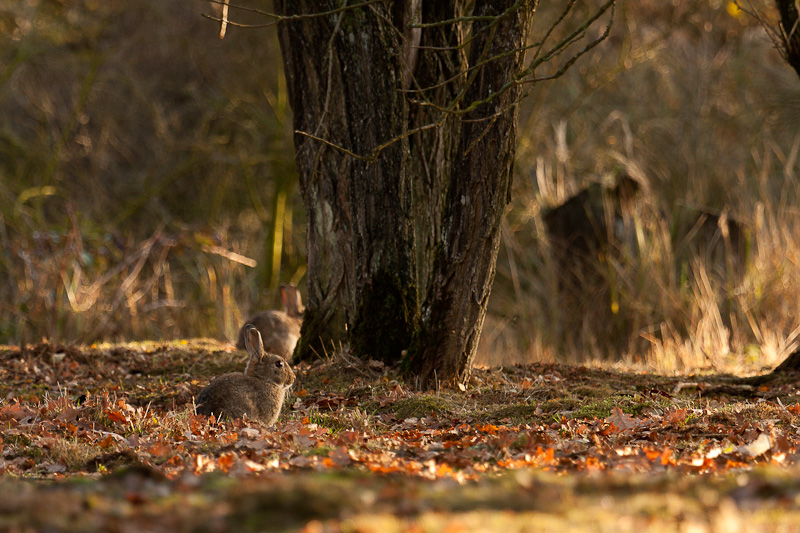 2009-10-29-Lapin de garenne-Cernay 017.jpg