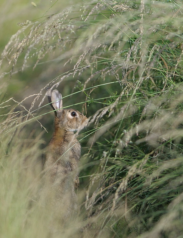 lapin de garenne-1.jpg