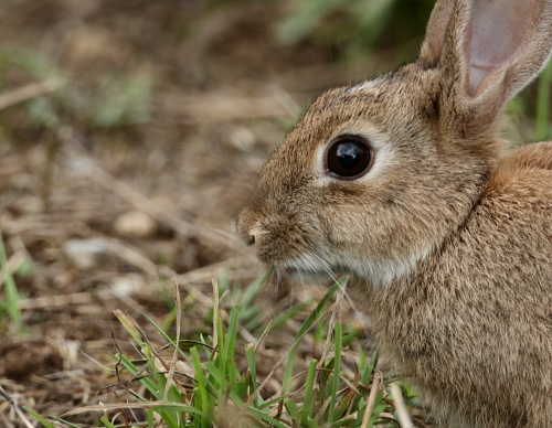 IMG_5556 Rabbit 1.JPG