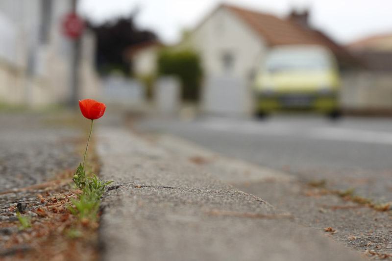 Coquelicot_bord de route.jpg