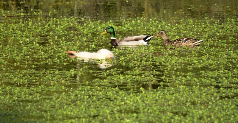 couple de canard et petit ragondin.jpg