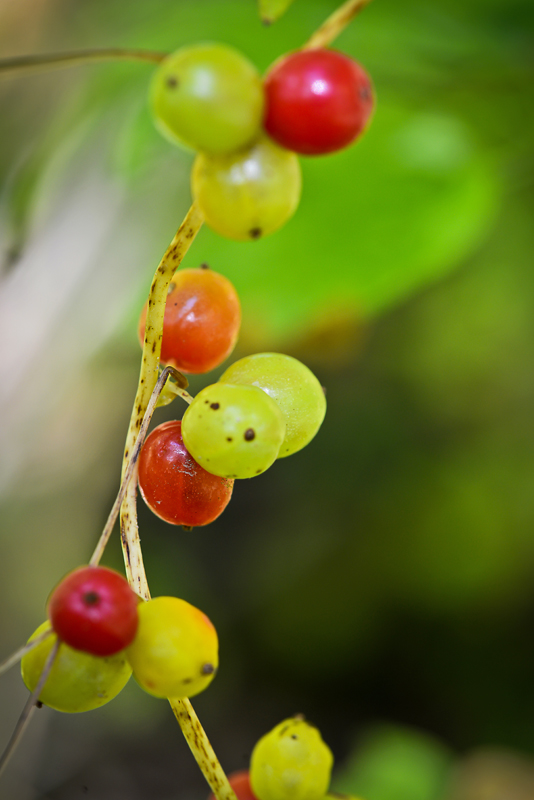 Fruits de bryone dioïque.jpg