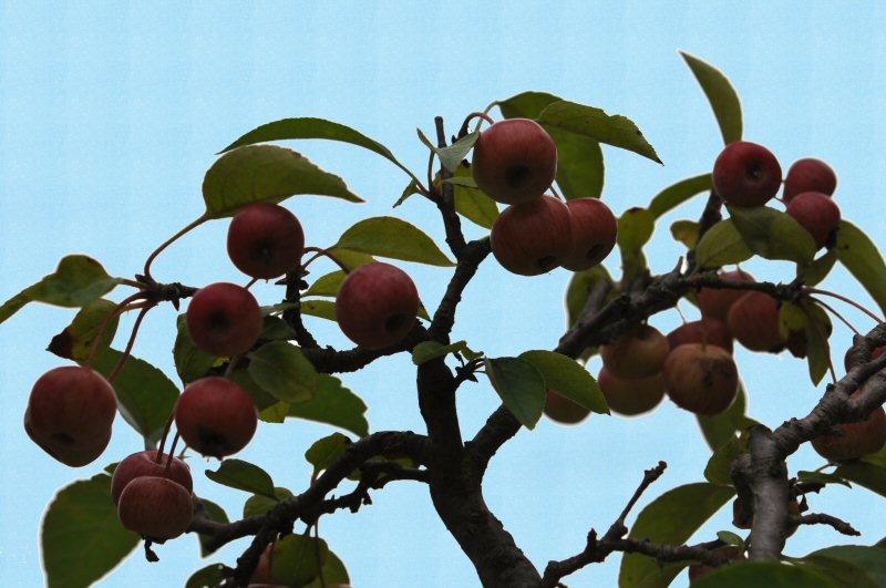 pommier sur ciel bleu.jpg