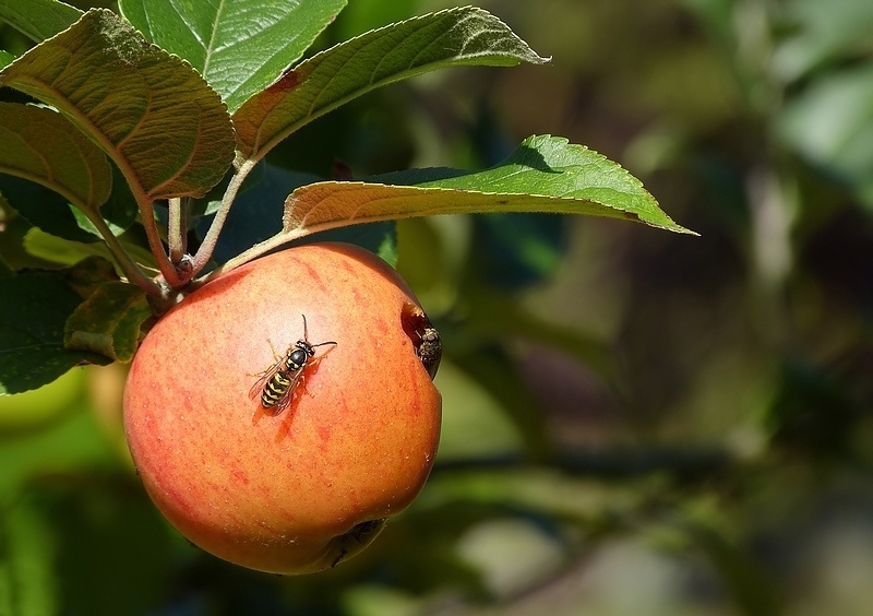 N° 1 F- Frelon- mouche sur reinette F.jpg