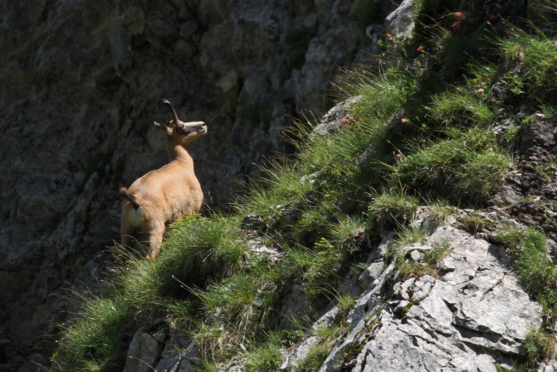 chamois2.JPG