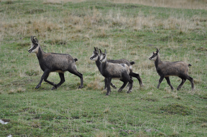 Chamois1.jpg