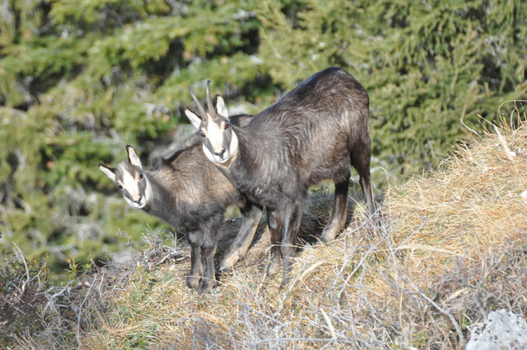 Chamois2.jpg