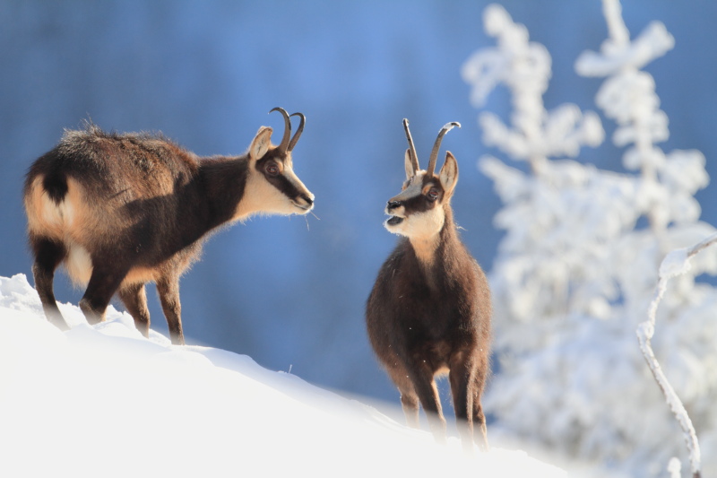 Chamois 1.JPG