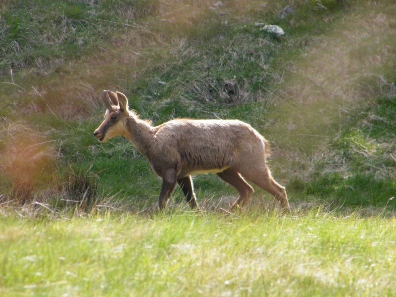 chamois passant tranquillement.jpg