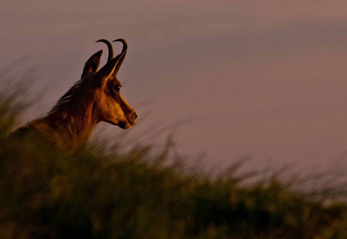 Chamois_portrait lever soleil_Hohneck_09_06_12_DSC02762.jpg