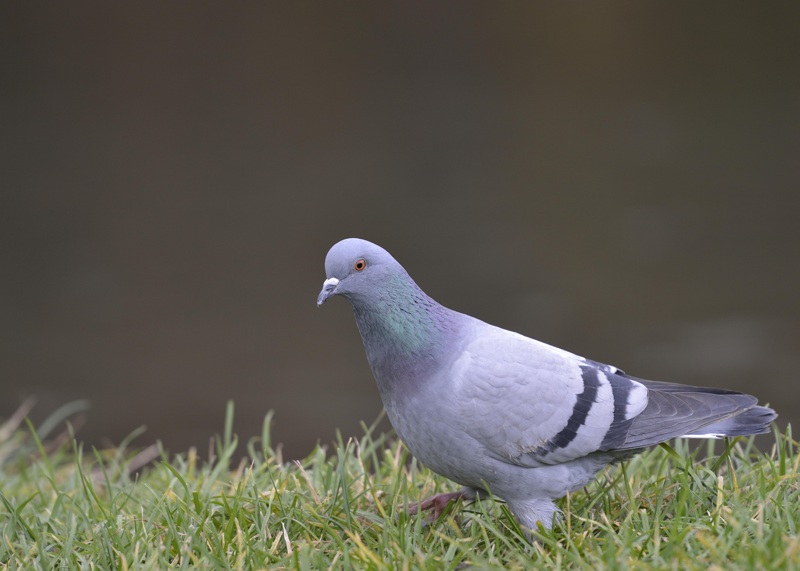 pigeon ramier 2.jpg
