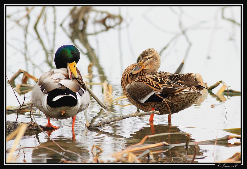 canard colvert_06.03.13_© Jeanney Patrice-0004.JPG