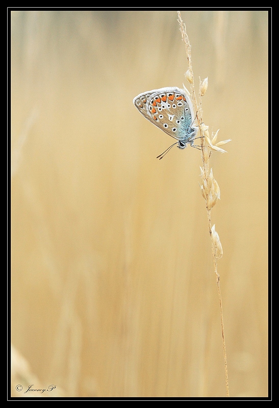 L'argus bleu_24.08.13_© Jeanney Patrice-0008.JPG