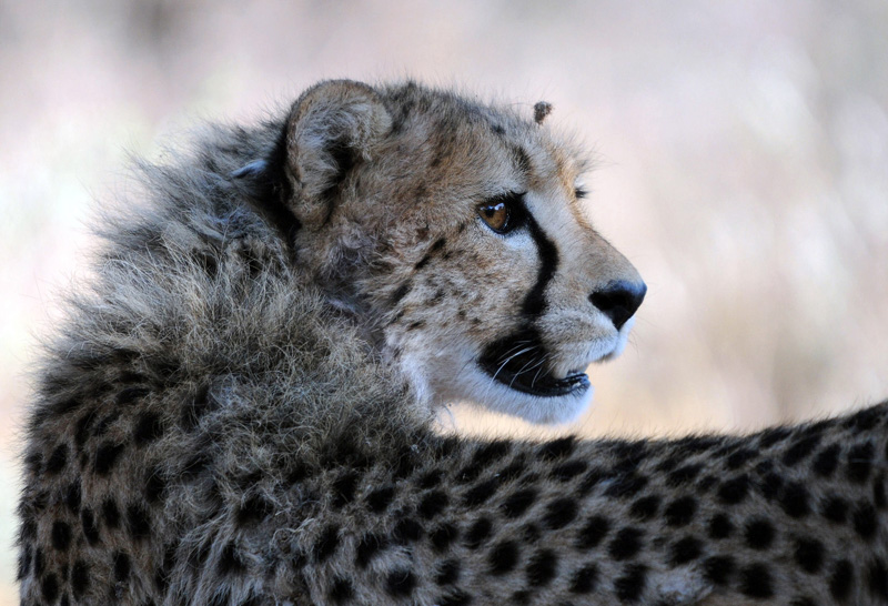 Namibie novembre 2013 D 300 416_modifié-5.jpg