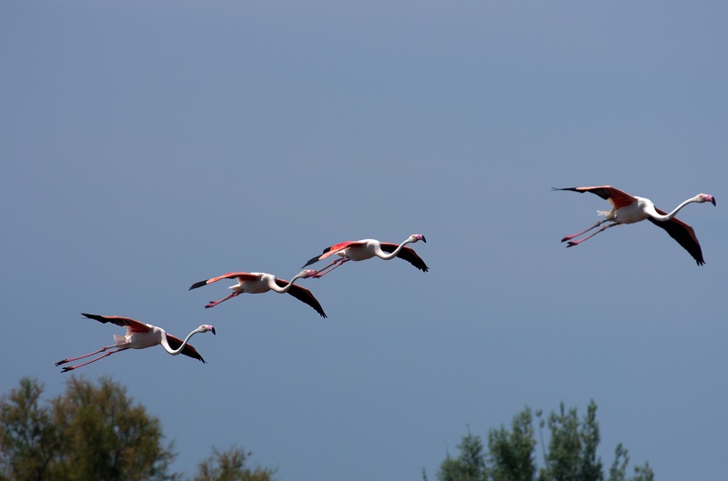 Flamants en Camargue.jpg