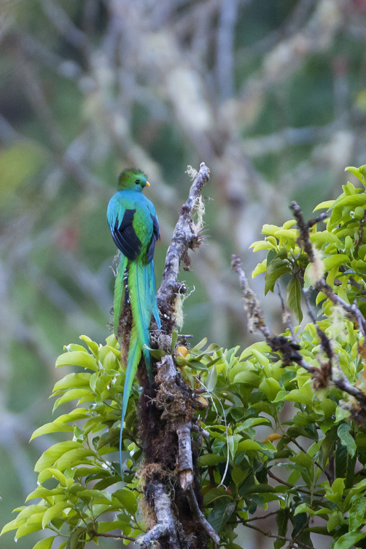 186-Quetzal resplandissant.jpg