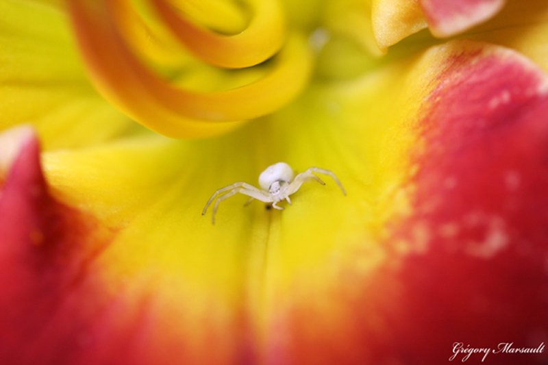 Misumena vatia ou Araignée crabe dans une Hémérocalle 1.jpg