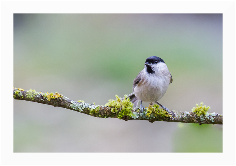 Mésange nonnette.jpg