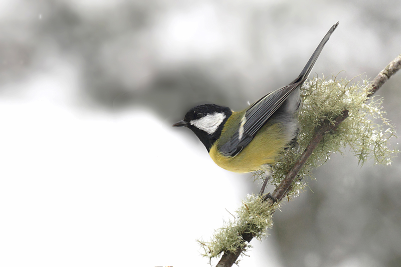 Mésange charbonnière M 44 copie.jpg