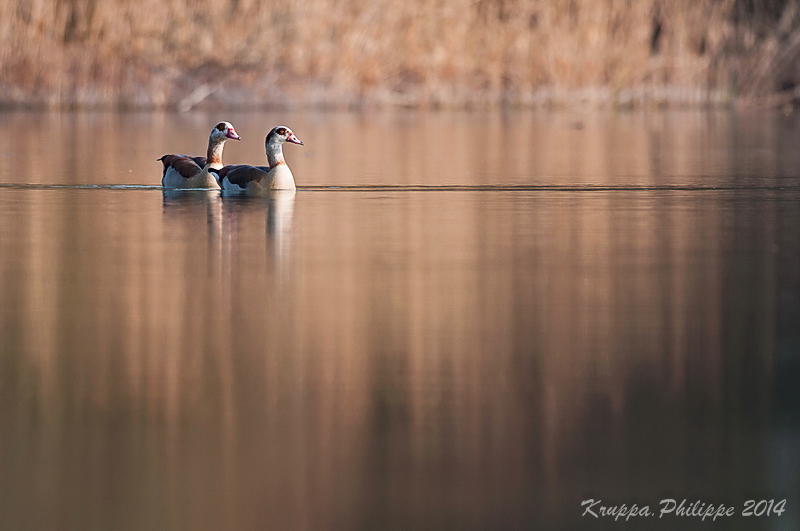 4 Ouette à l'etang-3.jpg