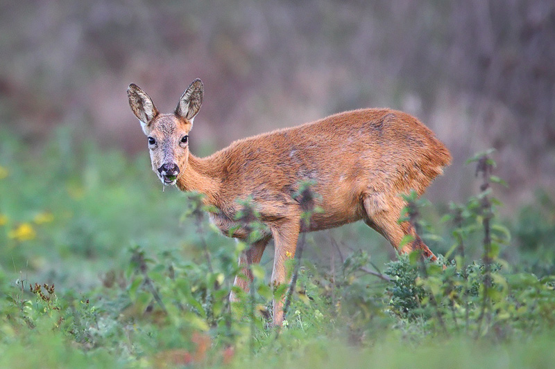 Dans les yeux de la Chevrette.jpg