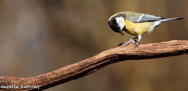 Mésange charbonnière 021@.JPG