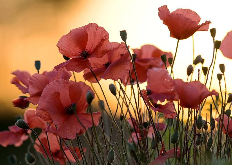 7.1 Bouquet au couchant.jpg