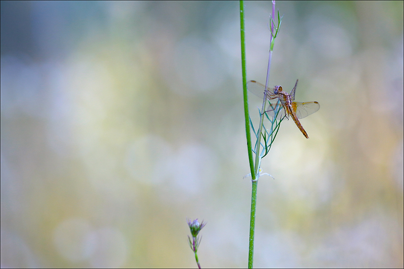 crocothemis.jpg