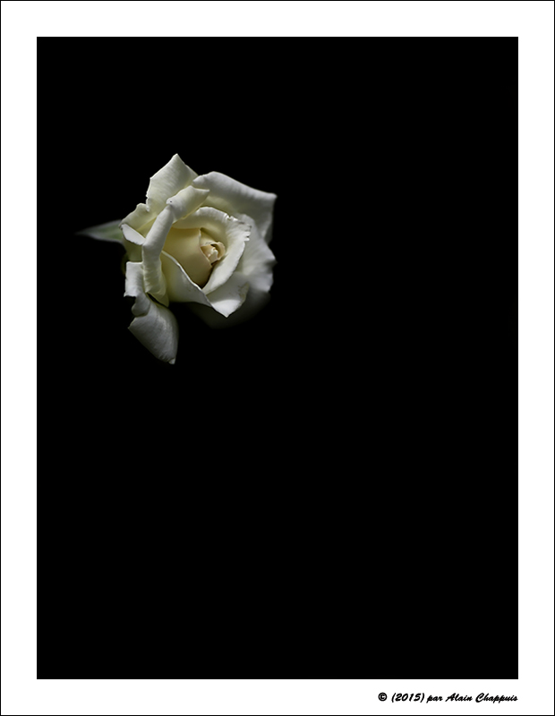 Rose-VII-2015-1.jpg